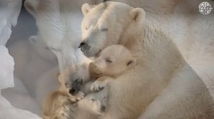 👑 Повелитель белых просторов 👑 —🐻Белый медведь🐻