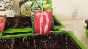 Убираю снег и обзор на рассаду!