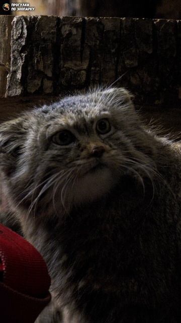 Манул Пепе что-то ищет. Ленинградский зоопарк