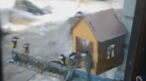 Кормление стайки синичек и лазоревка в прикрытии. Помощь голодающим зимой.