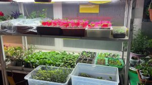 Посев томатов для открытого грунта и небольшая информация о них.