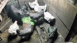 Телятина и зелень в рационе скотины. Чем кормить форель, фазанов, поросёнка, кур и уток.