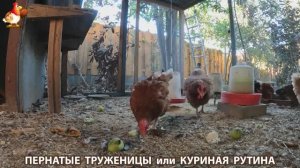 Куриная рутина – что делают куры на выгуле 😂 эпизод (143)