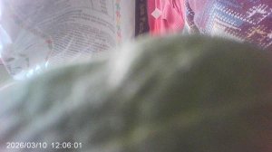 Пересадка кабачка январской посадки в более объёмный горшочек.