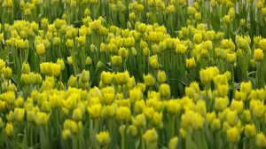 «Тепличный TV». Выпуск 91