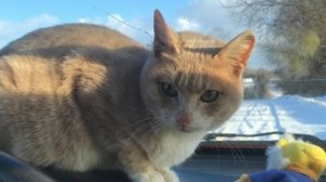 "Приручение Строптивого" часть 1, а также у нас два новых кошачьих постояльцев, которым нужен дом!