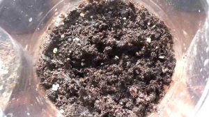 Первые работы с рассадой перцев