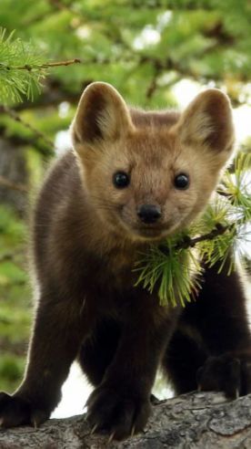 КОТЁНОК И ЩЕНОК…..!😆