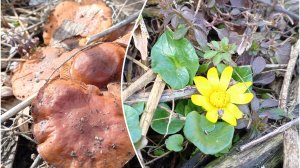 Мартовский лес с цветами и грибами