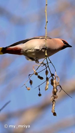 Свиристель в Симферополе. 9.03.2026 г.