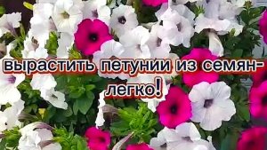 КАК ПОСАДИТЬ ПЕТУНИЮ ИЗ СЕМЯН В ДОМАШНИХ УСЛОВИЯХ