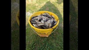 ...уловы, разнорыбица🐟🐠🐟