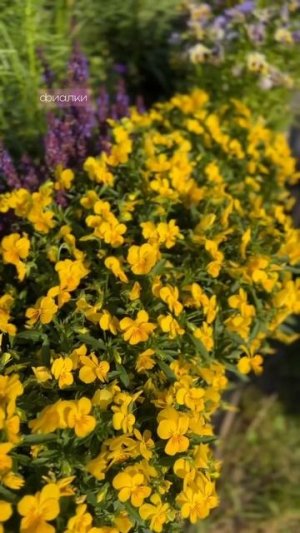 Какие цветы посеять в марте — сад зацветет рано