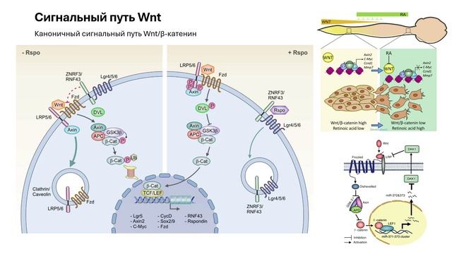 Физиология ребенка. Л15. Молекулярные механизмы. Волкова А.А.
