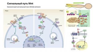 Физиология ребенка. Л15. Молекулярные механизмы. Волкова А.А.