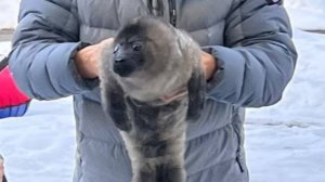 Крошечный малыш без мамы: на Ладожском озере спасли детеныша нерпы