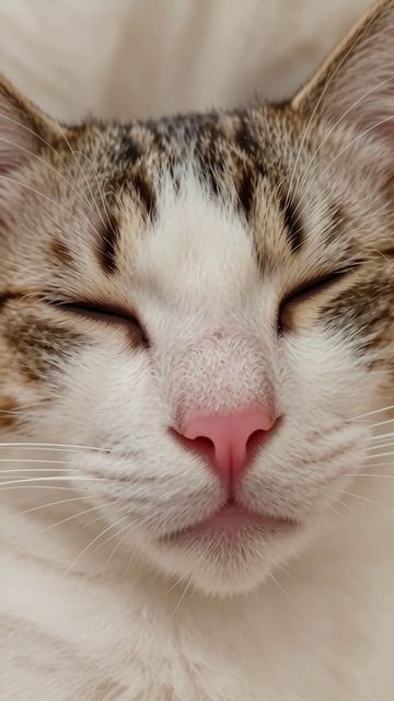 Лицо милого кота #кот #милота #животные