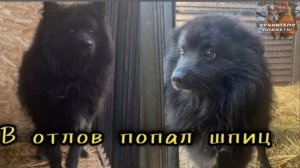 В собачий отлов попал гроссщпиц с поломанной лапой...На улице такому не выжить, нужно спасать!