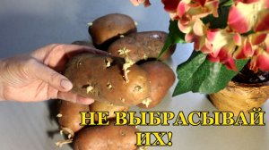 Бесплатный Корневин из мусорного ведра! 🥔 Полейте этим рассаду и герань!