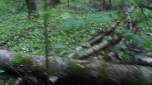 133 2019.07.21_09.42.08 Манька и опята.