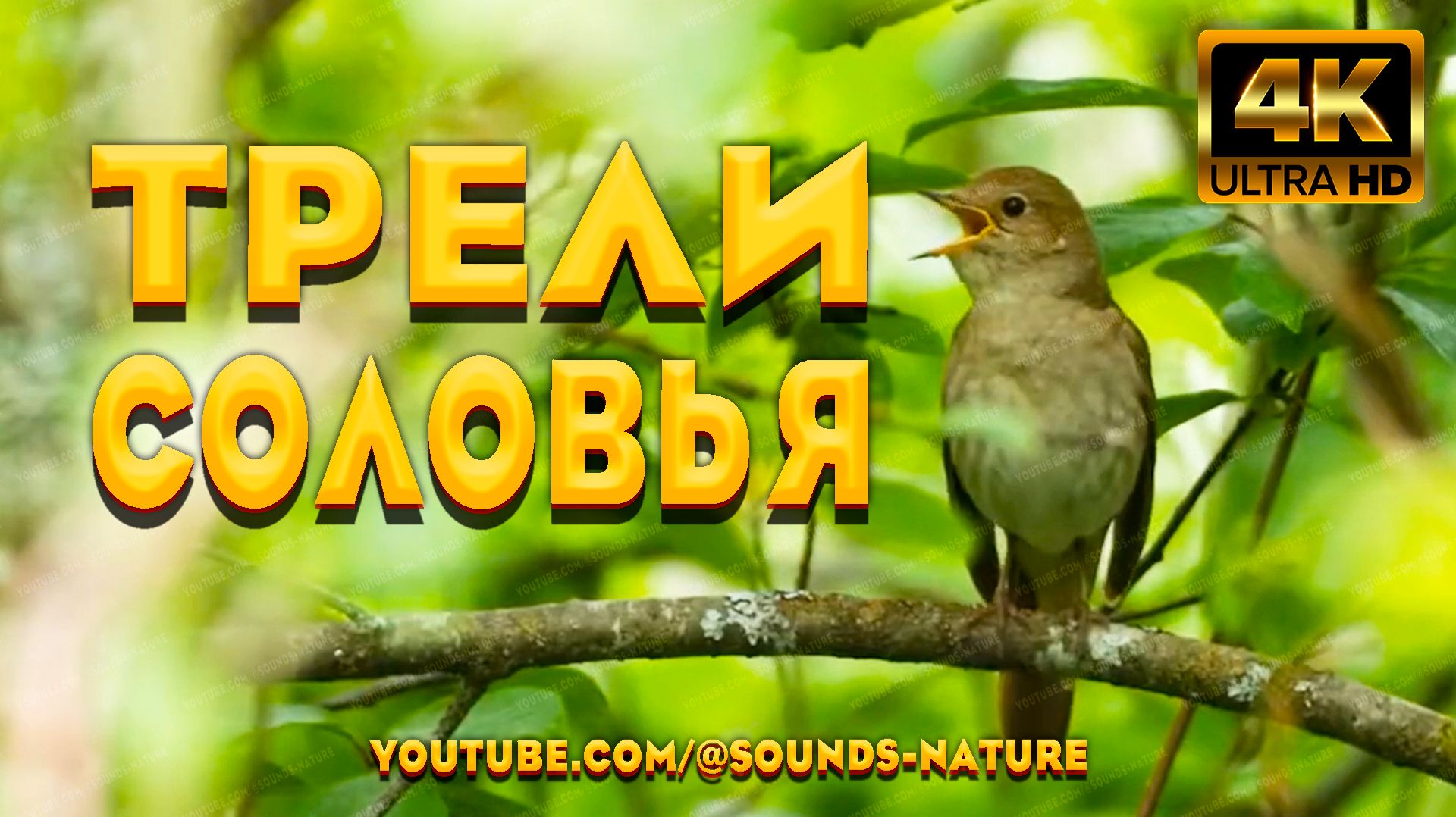 🕊️ Трели Соловья: Целитель От Бога ✨ Слушайте И Восстанавливайте Силы И Душевное Спокойствие 🌿