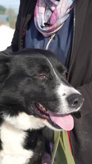 Бумер ищет дом: умный и спокойный пёс ждёт своего хозяина!