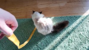 Кошка играет