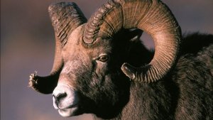 ГОРОСКОП НА МАРТ 2026 ОВЕН