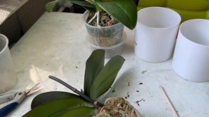 Купила орхидеи уценки во мху. Что делать сразу после покупки?