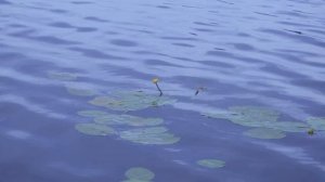 Диалоги о рыбалке. Летние лещи в ненастье