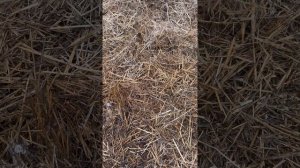 Первые весенние работы на вермиферме. Разведение калифорнийского червя.