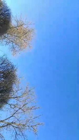 отпала педаль