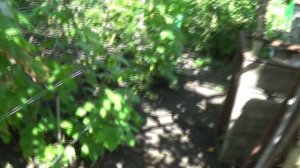 Ртищевский виноград на02.09.2025