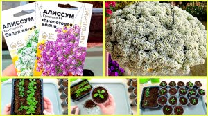 АЛИССУМ - ПИКИРОВКА, БЫСТРО И ПРОСТО