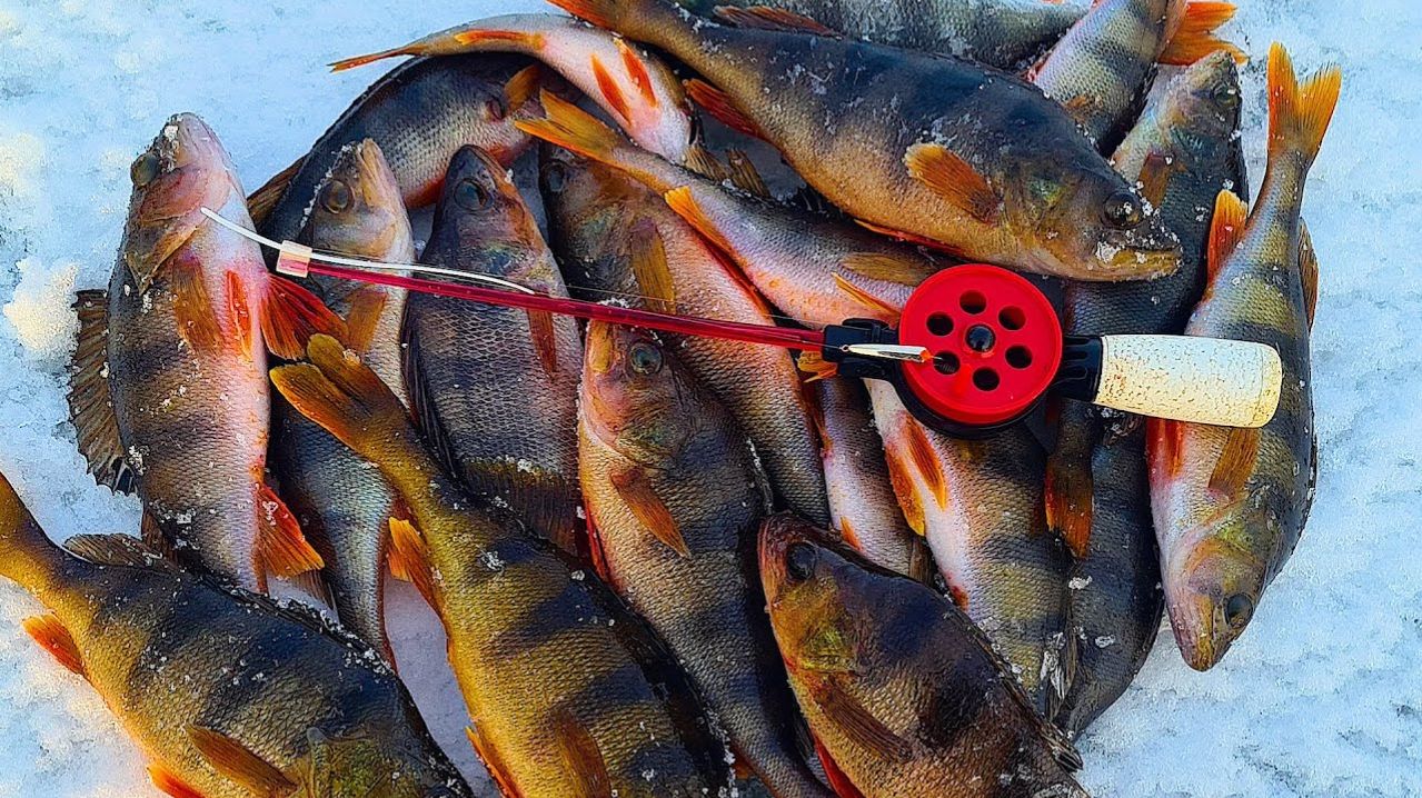 Ловлю Окуней. Подводная Скрытая Камера. Тайные Места в Восточной Сибири. Русская Рыбалка Онлайн 2026