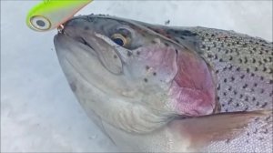 Отличный клёв форели на запуске. Спортивная зона. Клёвое место лосиный остров