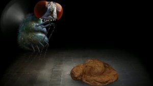 митоза играем