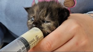 ОЧЕНЬ МИЛЫЕ СПАСЕННЫЕ КОТЯТА в тепле и сытости, в этот морозный день безмятежно спят после завтрака