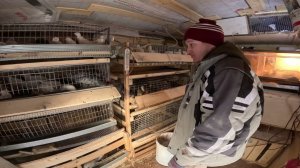 Построил  Курятник своими руками и завел ПЕРЕПЕЛОК