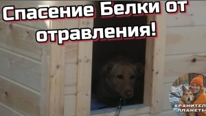 Спасение вместо выходного. Спасаем собаку Белку от отравления✊️