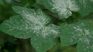 ПРОГУЛКИ ПО ПАРКУ И НЕ ТОЛЬКО. День шестой.