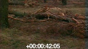 ЧЗО. Буряковка. О рыжем лесе