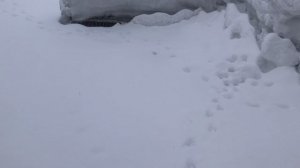 Погода Снежная сказочная весна