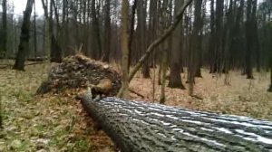 106 2018.11.18_11.31.11 Маня на бревне.