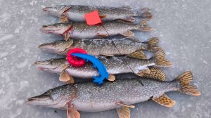 ФЛАГИ ВЗЛЕТАЮТ НАЧАЛСЯ ЖОР! Зимняя рыбалка на жерлицы 2026