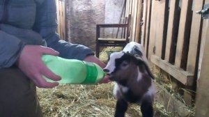 09-03-2026 Пьёт сколько хочет / козы / деревенская жизнь.