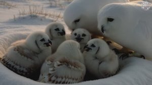 ❄️ Снежный фантом под северным сиянием ❄️ —🦉 Снежная сова🦉