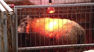 Кудрявые «облака»