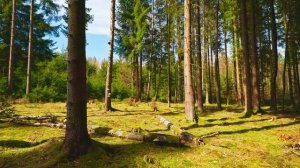 АСМР ASMR Весенний Лес с пением птиц Без Повтора