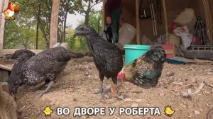Содержание кур в домашних условиях и других птиц во дворе у Роберта 🐣🐤🦆🐔🪿🦃 (341)